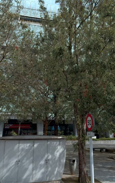 tree photo