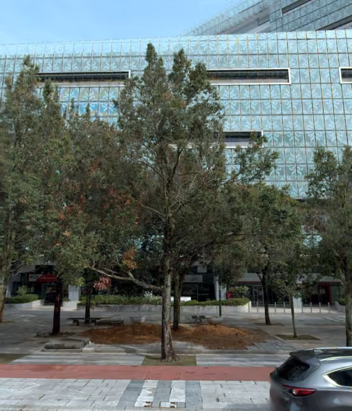 tree photo