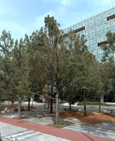 tree photo
