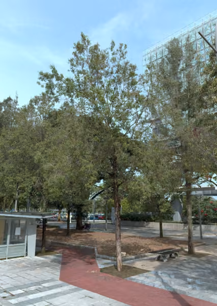 tree photo