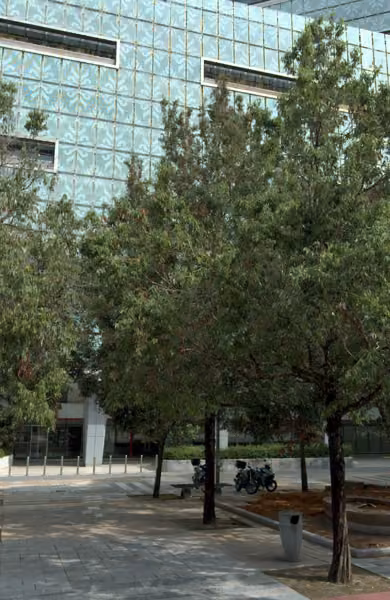 tree photo