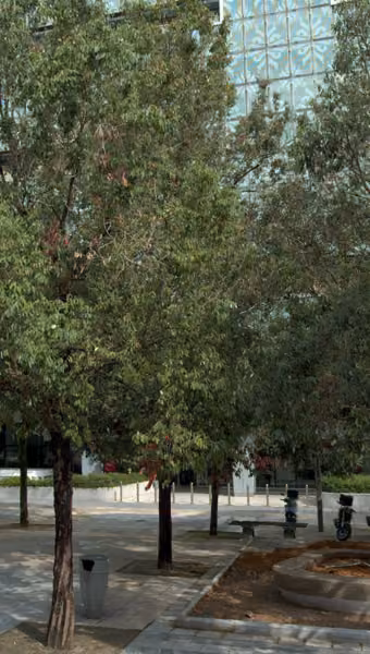 tree photo