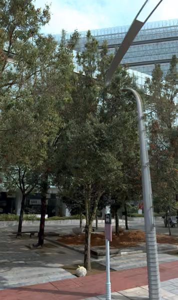 tree photo