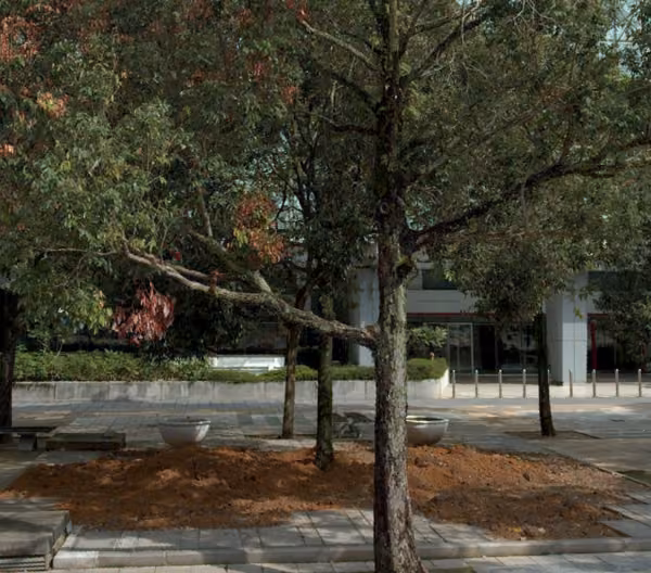 tree photo