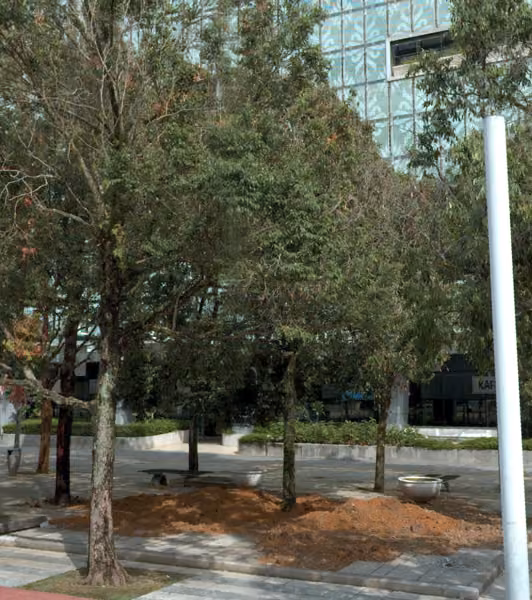 tree photo