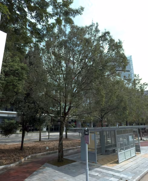tree photo