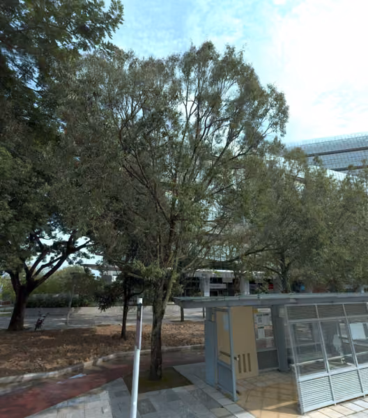 tree photo