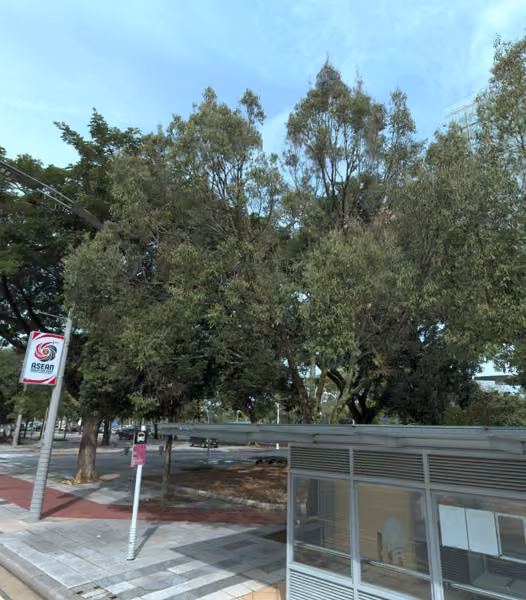 tree photo