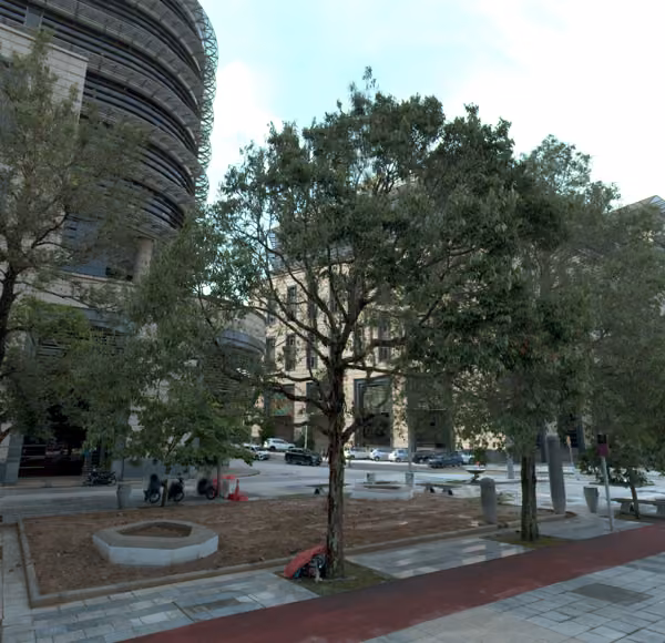 tree photo