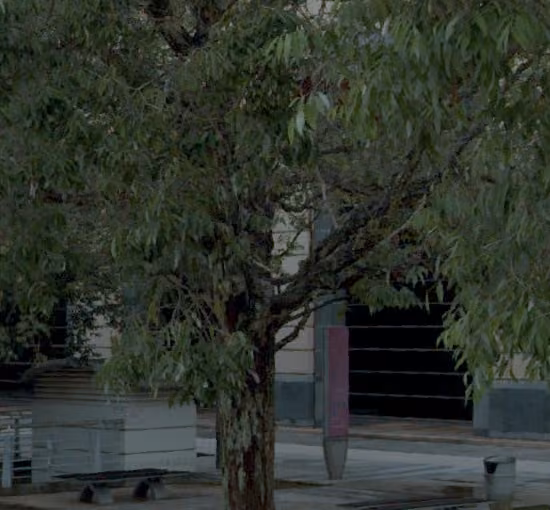 tree photo