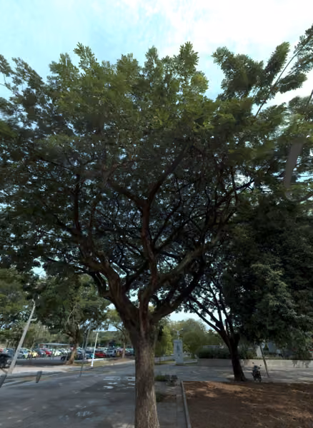 tree photo
