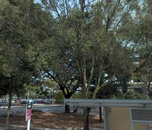 tree photo