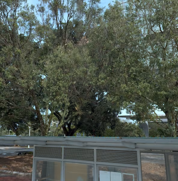 tree photo