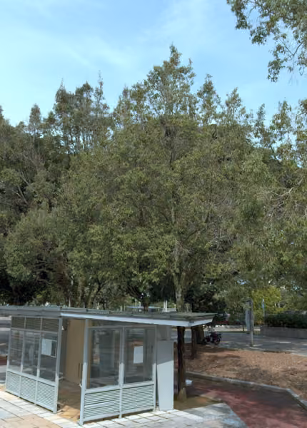 tree photo