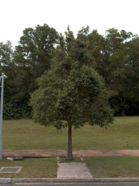 tree photo