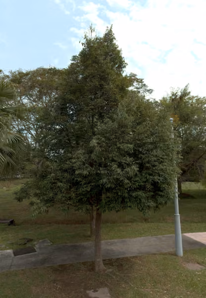 tree photo