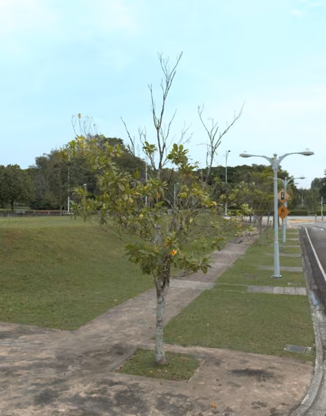 tree photo