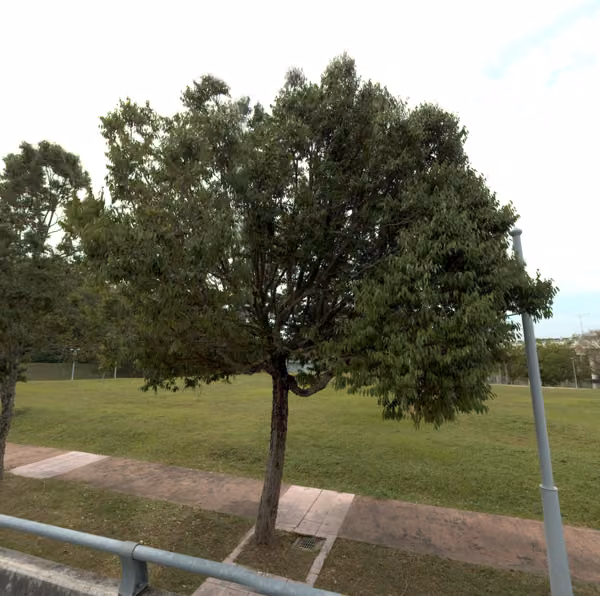 tree photo