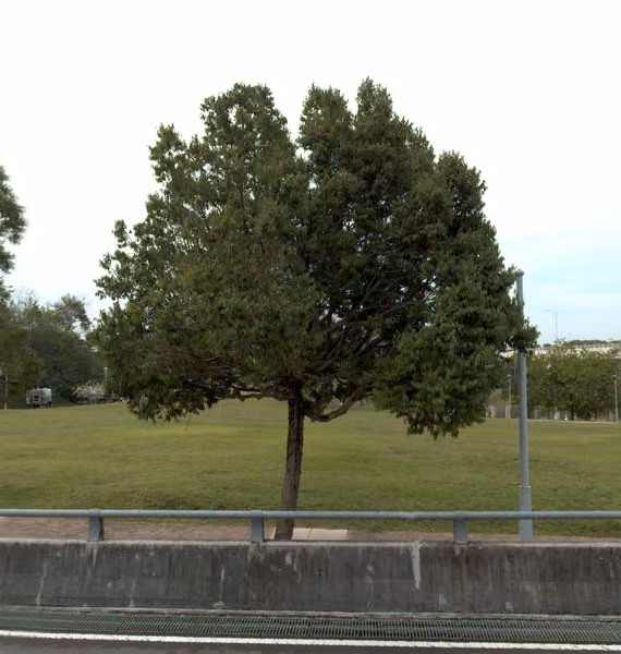 tree photo