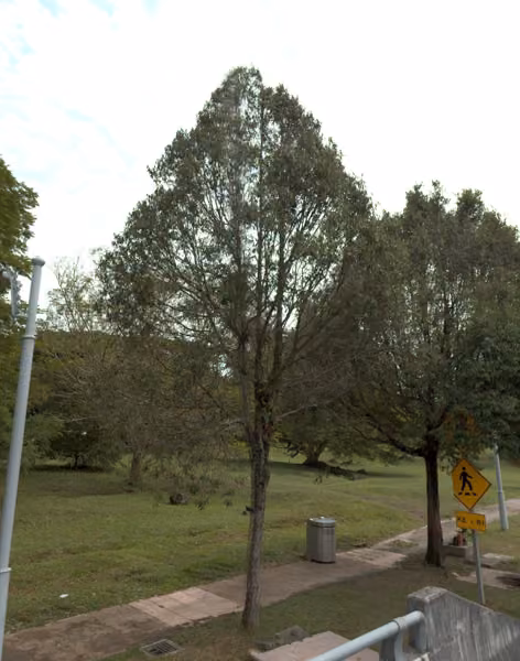 tree photo