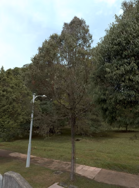 tree photo