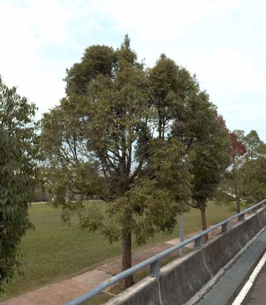 tree photo