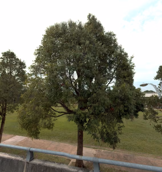 tree photo