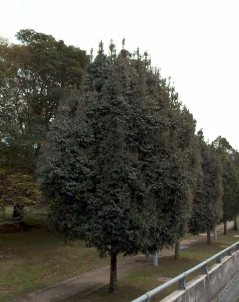 tree photo