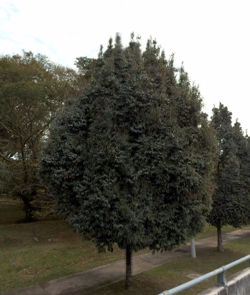 tree photo
