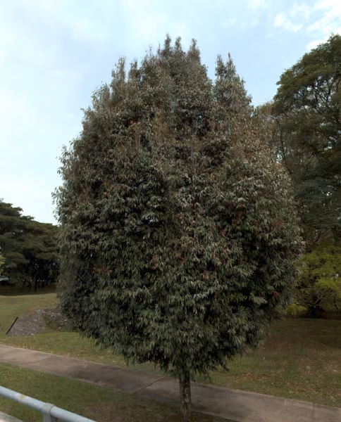 tree photo