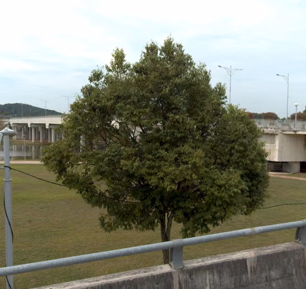 tree photo