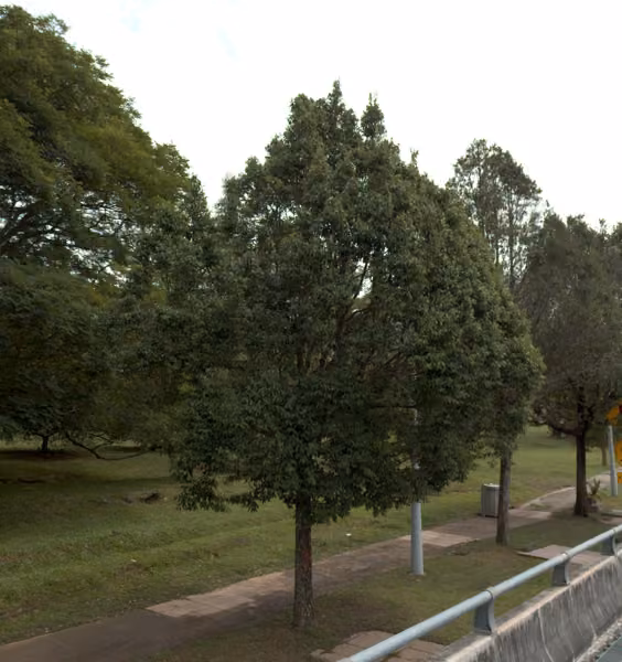 tree photo