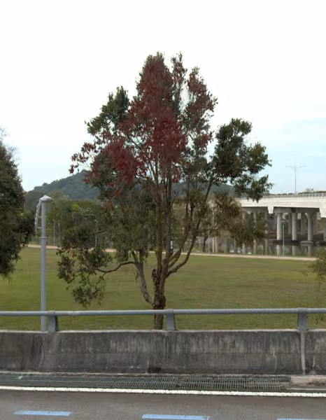 tree photo