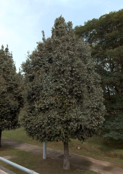 tree photo