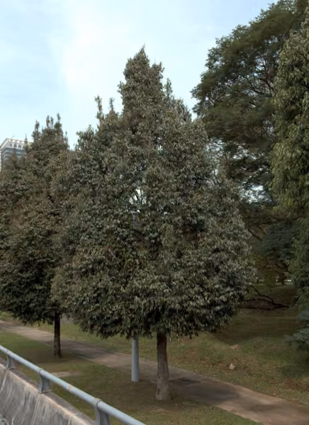 tree photo
