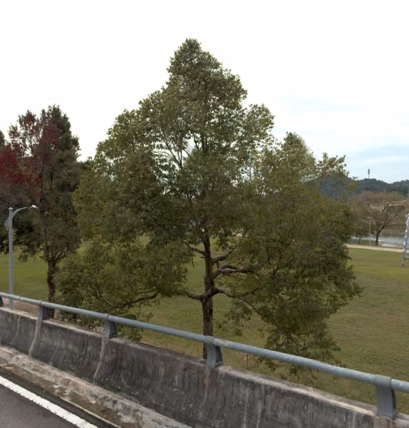 tree photo