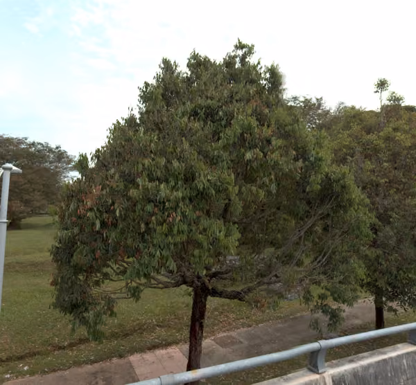 tree photo