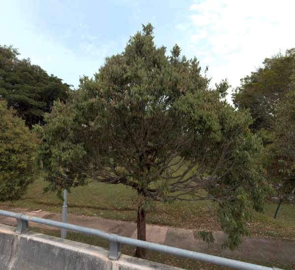 tree photo