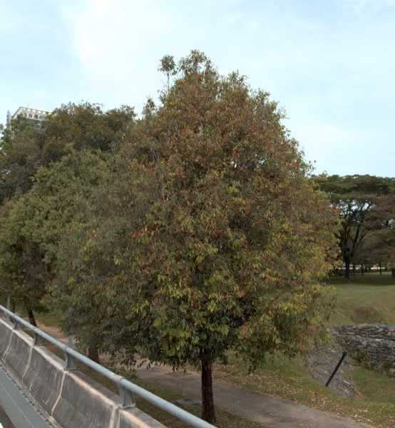 tree photo