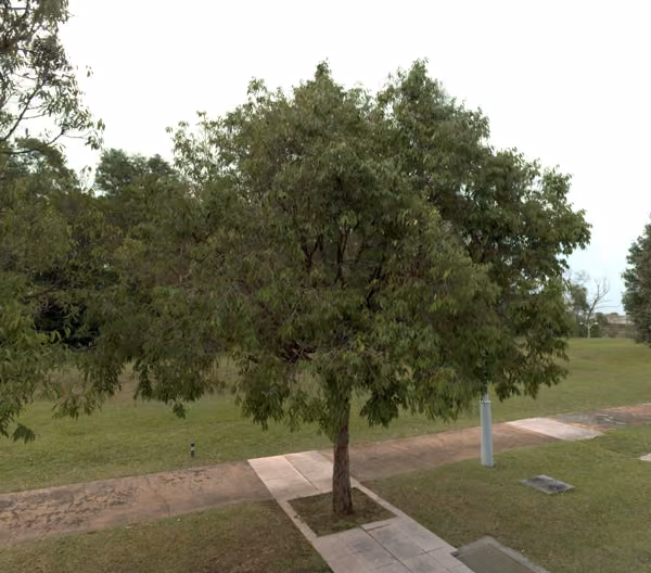 tree photo
