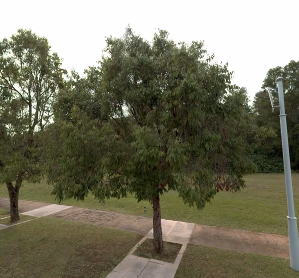 tree photo