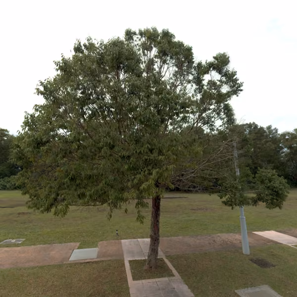 tree photo