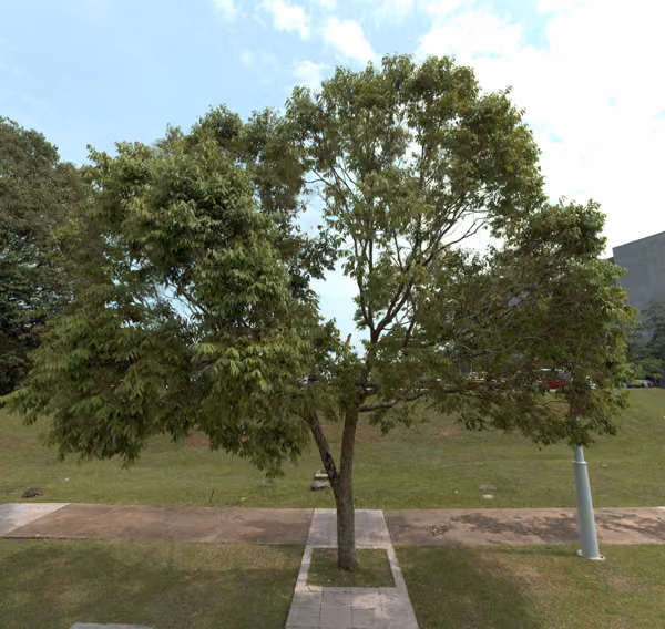 tree photo