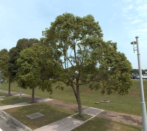 tree photo