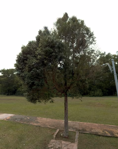 tree photo