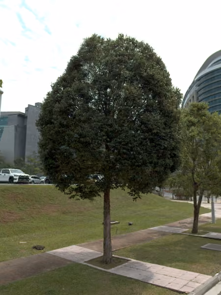 tree photo