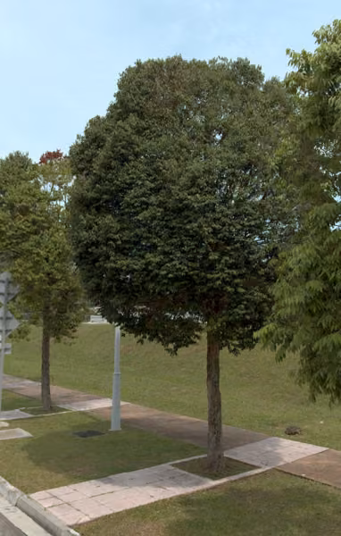 tree photo