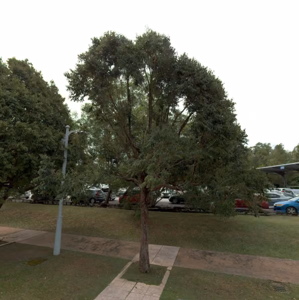 tree photo
