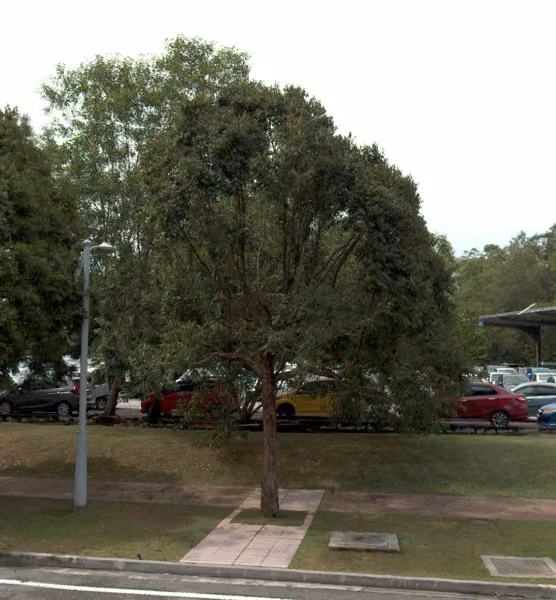tree photo