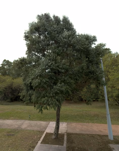 tree photo